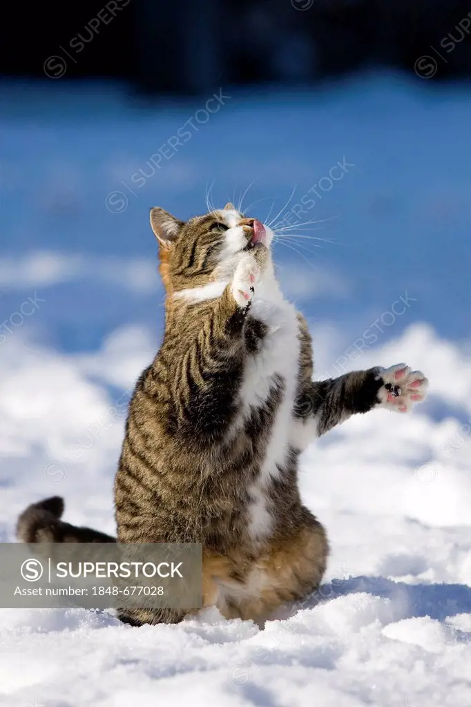 Tabby cat in the snow, trying to reach something with its paws, North Tyrol, Austria, Europe