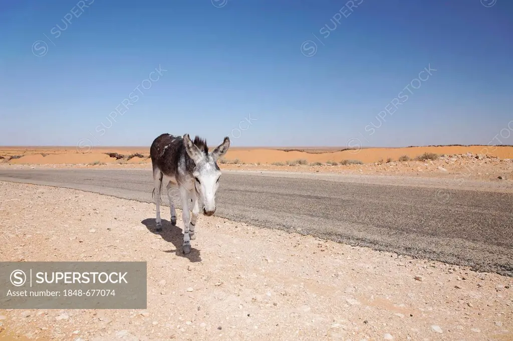 Donkey walking on a road between Douz and Ksar Ghilane, Sahara, Tunisia, Maghreb region, North Africa, Africa