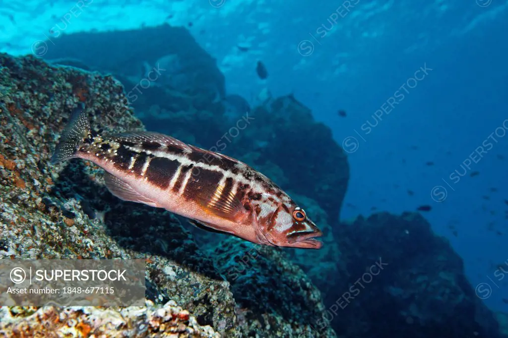 Blacktail Comber, (Serranus atricausa), rocky reef, Madeira, Portugal, Europe, Atlantic Ocean