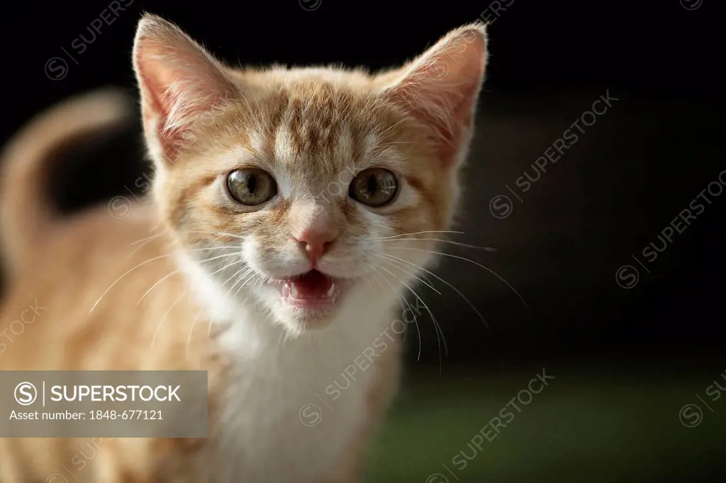 Young ginger tabby cat meowing