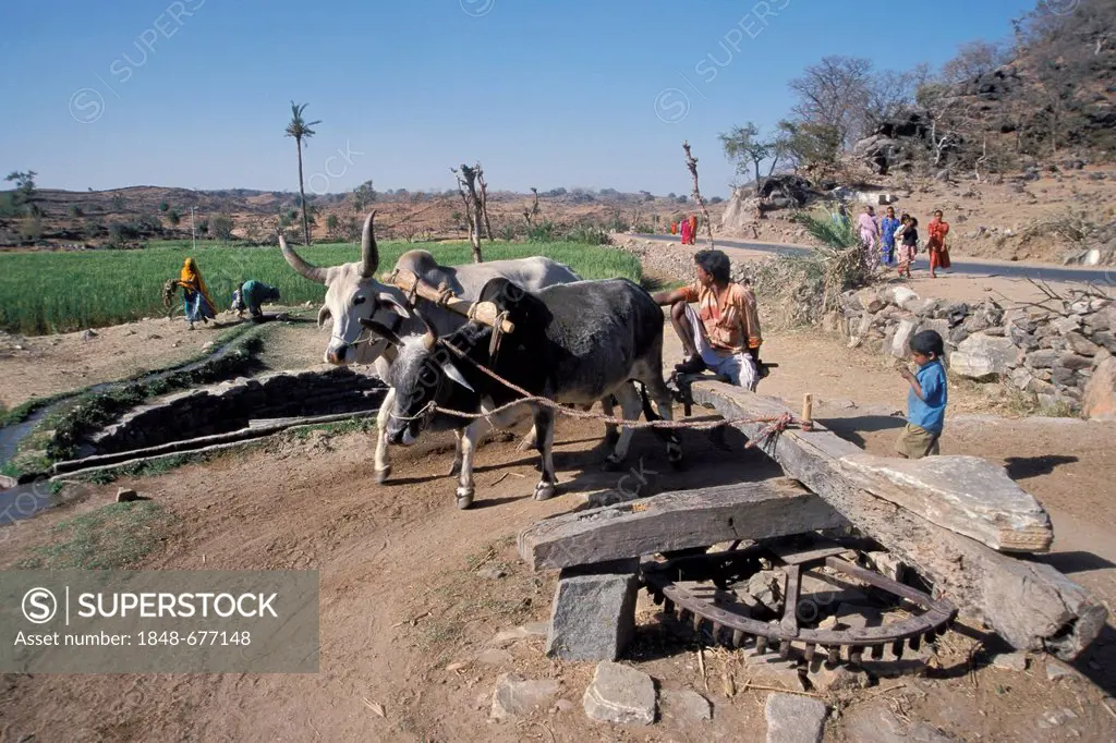 Oxen-powered fountain near Ranakpur, Rajasthan, India, Asia