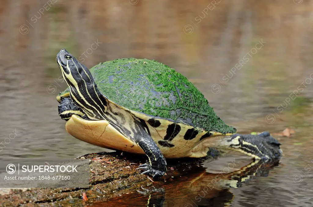 Florida Redbelly Turtle or Florida Red-bellied Cooter (Chrysemys nelsoni, Pseudemys nelsoni), Myakka River State Park, Florida, USA