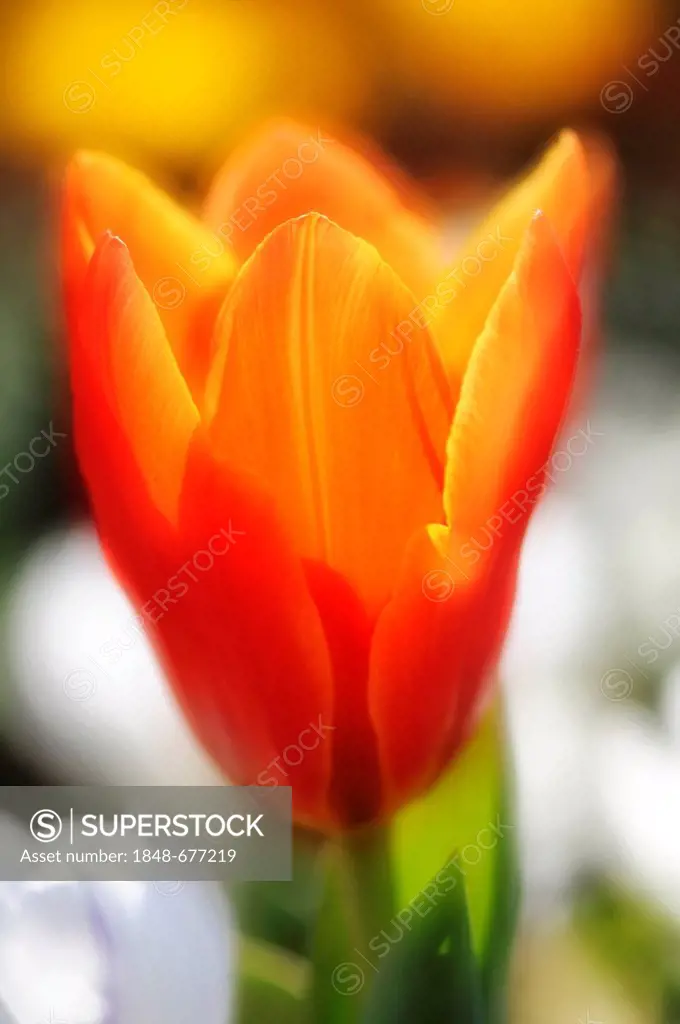 Tulip (Tulipa), multiple exposures