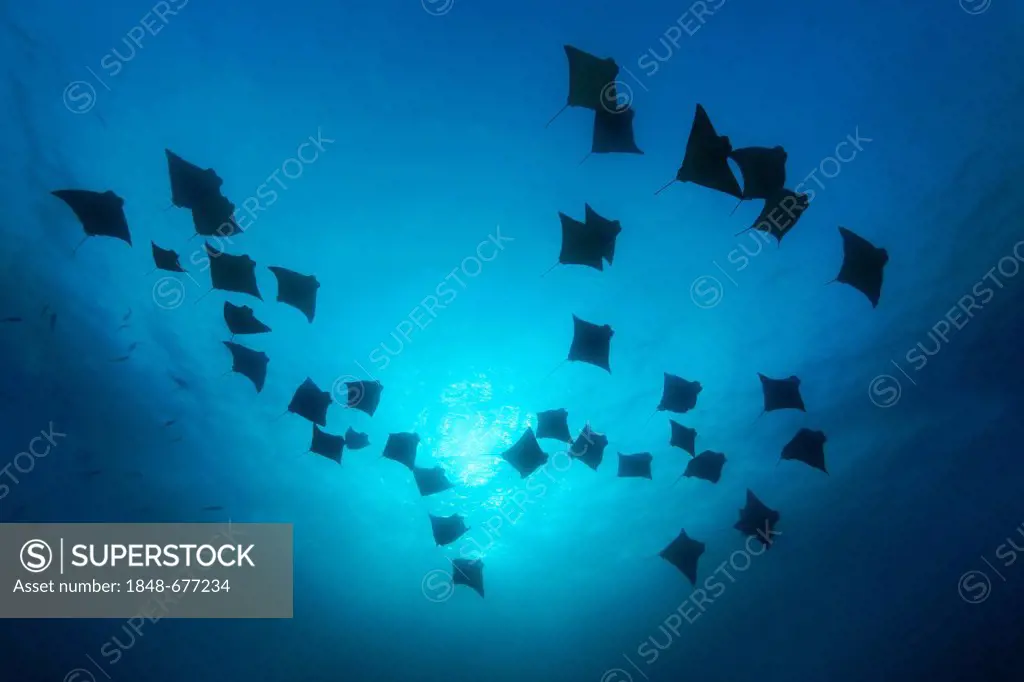Many golden cownose rays, hawkrays, or pacific cownose rays (Rhinoptera steindachneri) in the blue against the sun, school, from below, silhouette, fo...