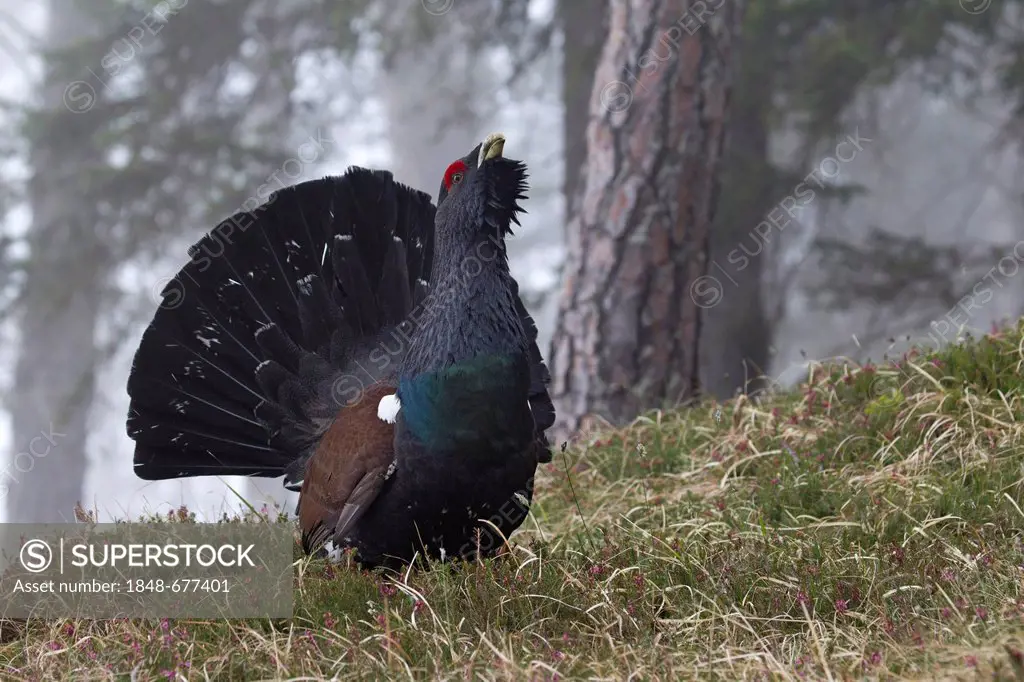 Western Capercaillie or Wood Grouse (Tetrao urogallus)