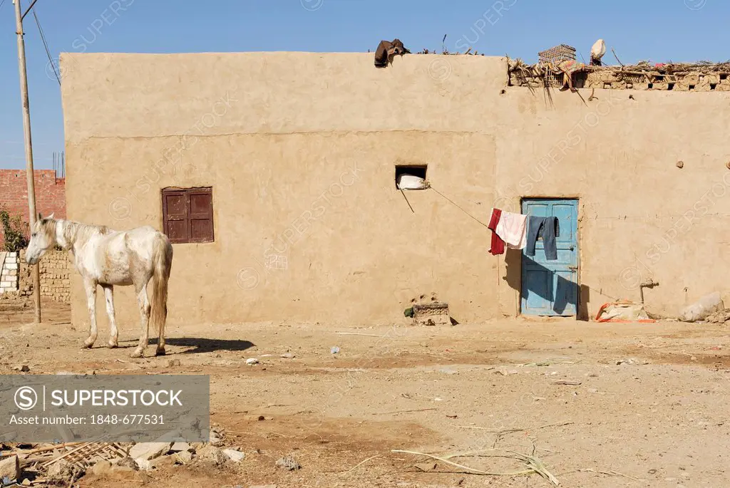 Horse standing in front of a house, village between the Farafra Oasis and the Dakhla Oasis, Western Desert, Egypt, Africa