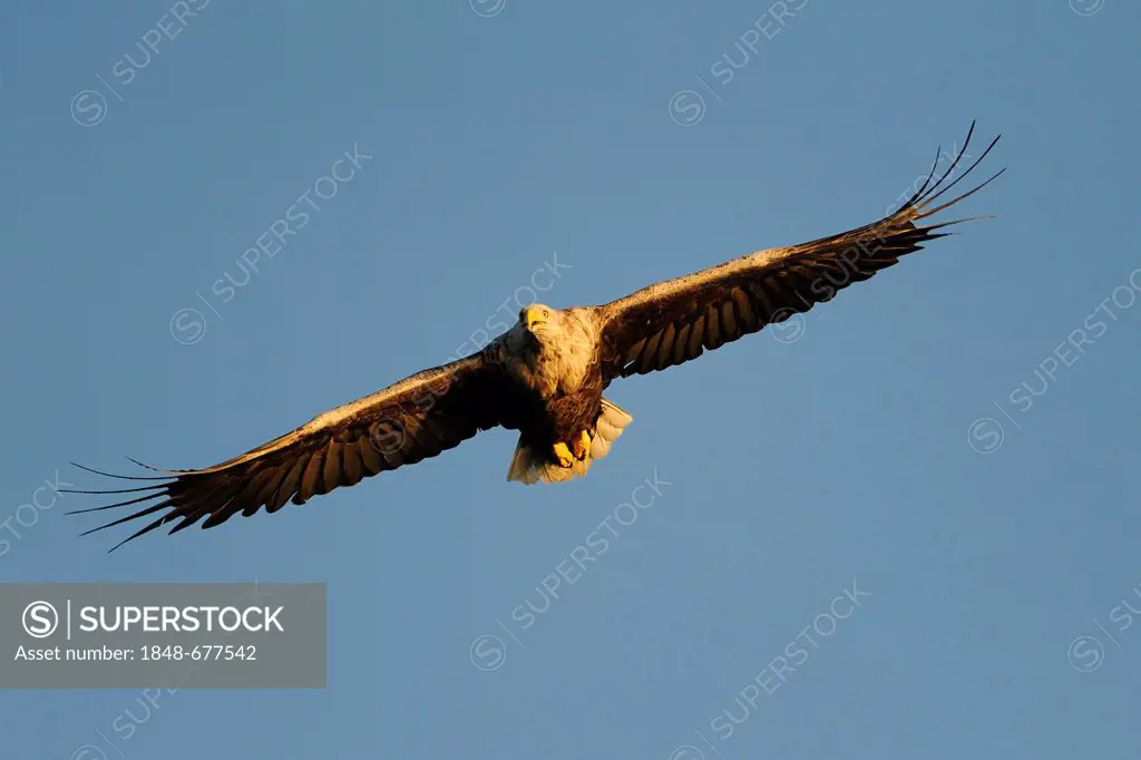 White-tailed Eagle or Sea eagle (Haliaeetus albicilla) flying at dusk, Flatanger, Nordtrondelag, Norway, Scandinavia, Europe