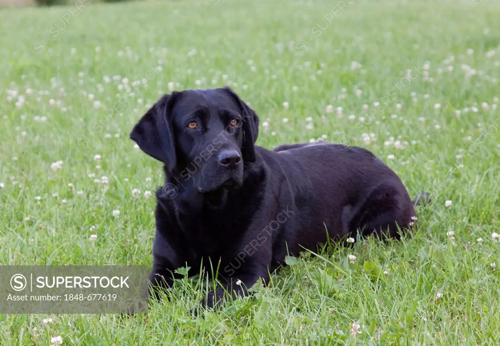 Black labrador sitting on the grass