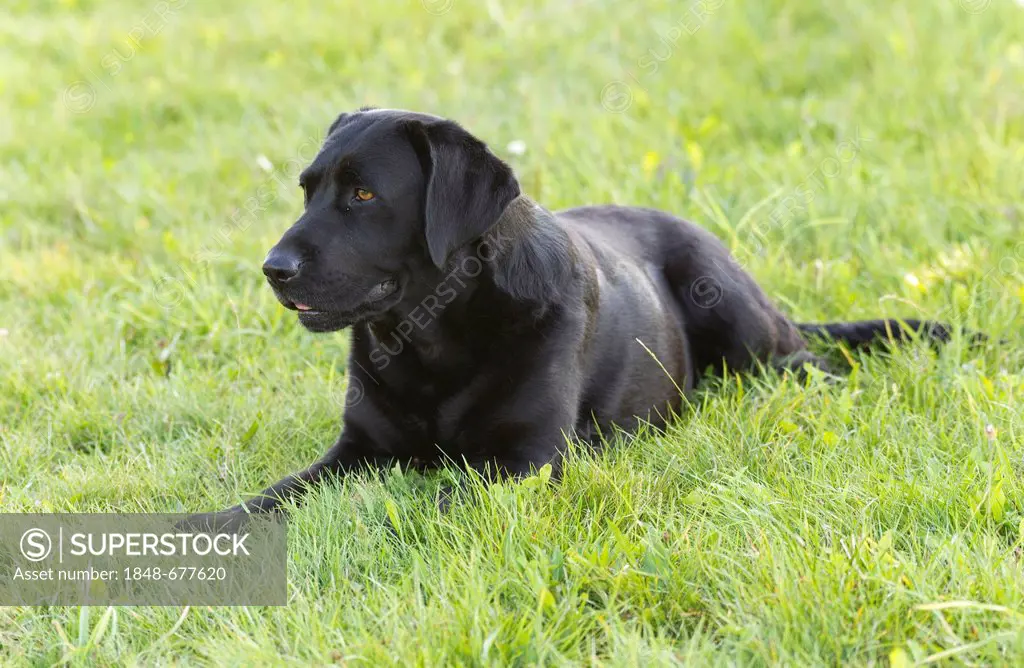 Black labrador sitting on the grass