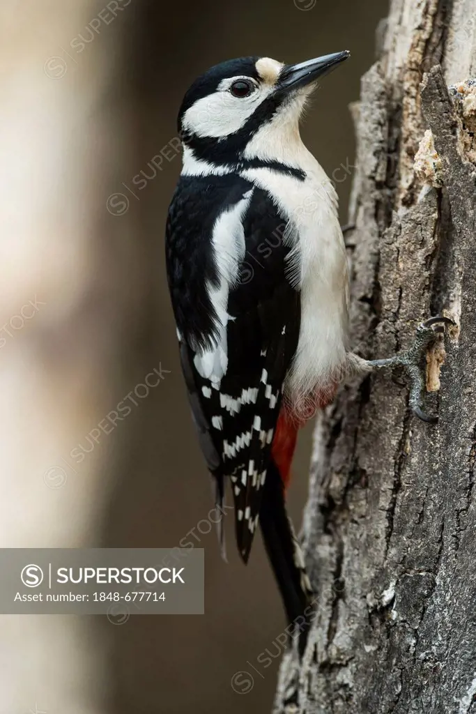 Great Spotted Woodpecker or Greater Spotted Woodpecker (Dendrocopos major), Hebertshausen, Bavaria, Germany, Europe