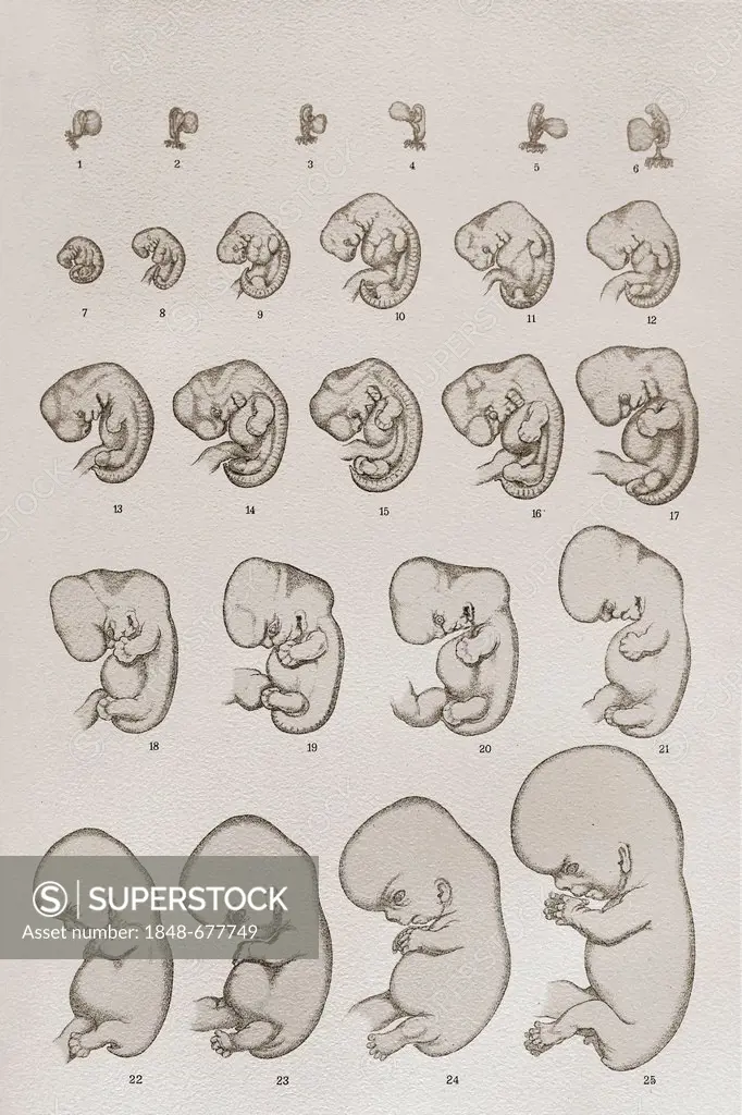 Embryo, development, anatomical illustration