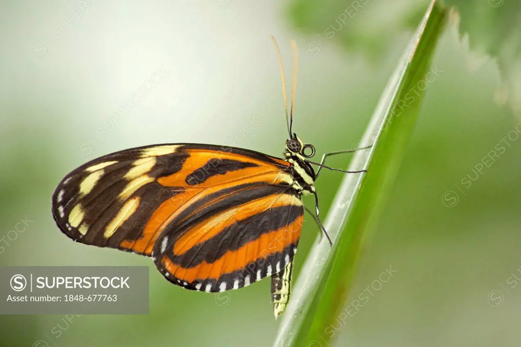 Ismenius Tiger or Tiger Heliconian (Heliconius ismenius), tropical butterfly, Friedrichsruh butterfly garden, Schleswig-Holstein, Germany, Europe