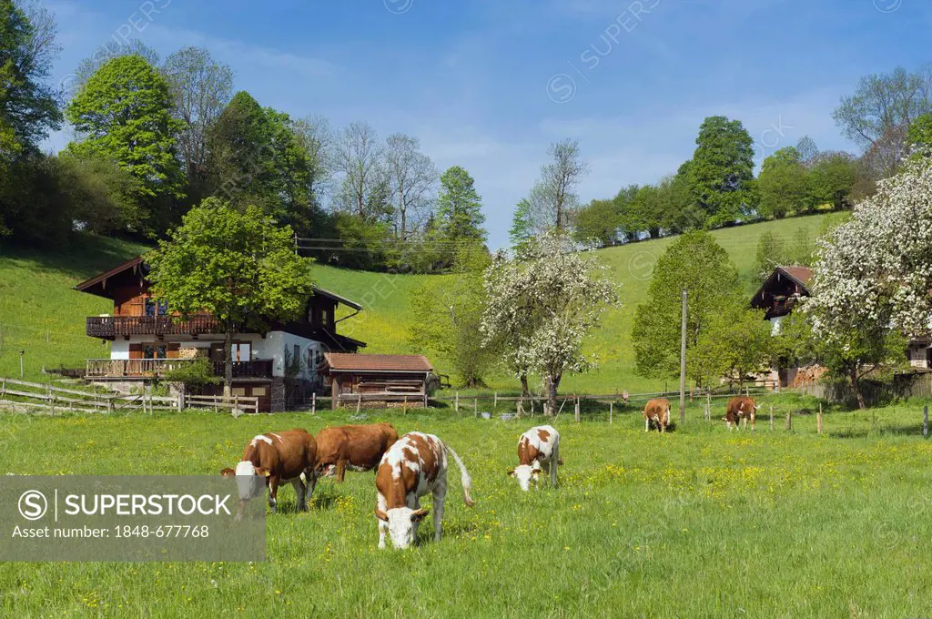 Cows on a pasture, farm near Tegernsee, Upper Bavaria, Bavaria, Germany, Europe