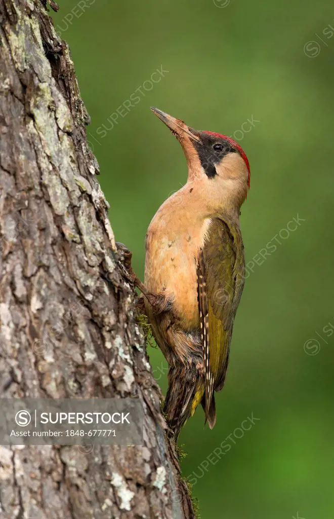 European Green Woodpecker (Picus viridis), Bitburg, Eifel region, Rhineland-Palatinate, Germany, Europe