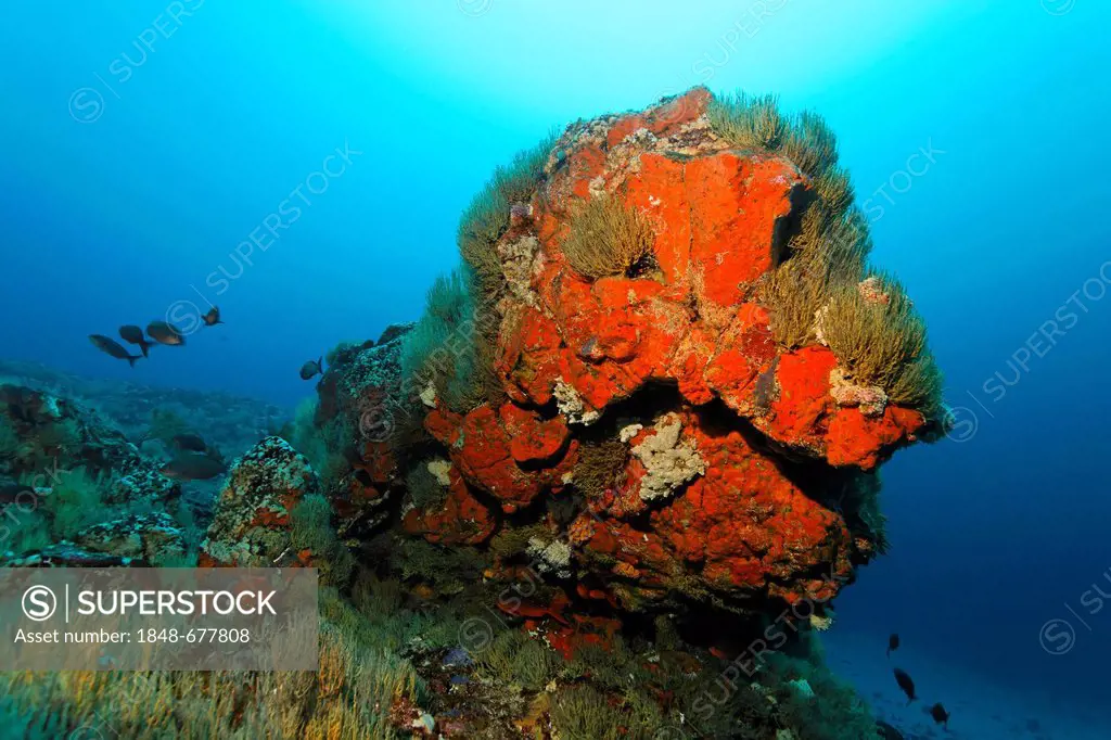 Rock covered with red sponges, yellow polyps, Black Coral (Antipathes galapagensis), drop-off, underwater scenery, North Seymour Island, Galapagos Isl...