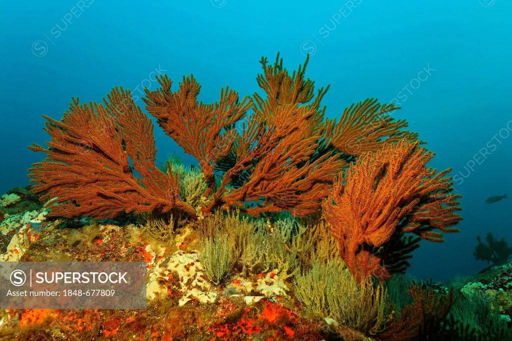 Rocks overgrown with red and yellow sponges, yellow polyps, Black Coral (Antipathes galapagensis), North Seymour Island, Galapagos Islands, Pacific