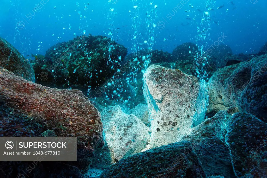 Rocks over a volcanic hot spot, white mineral deposits, hot springs, gas bubbles, overgrown, barnacles (Balanidae), Roca Redonda, Galapagos Islands, P...