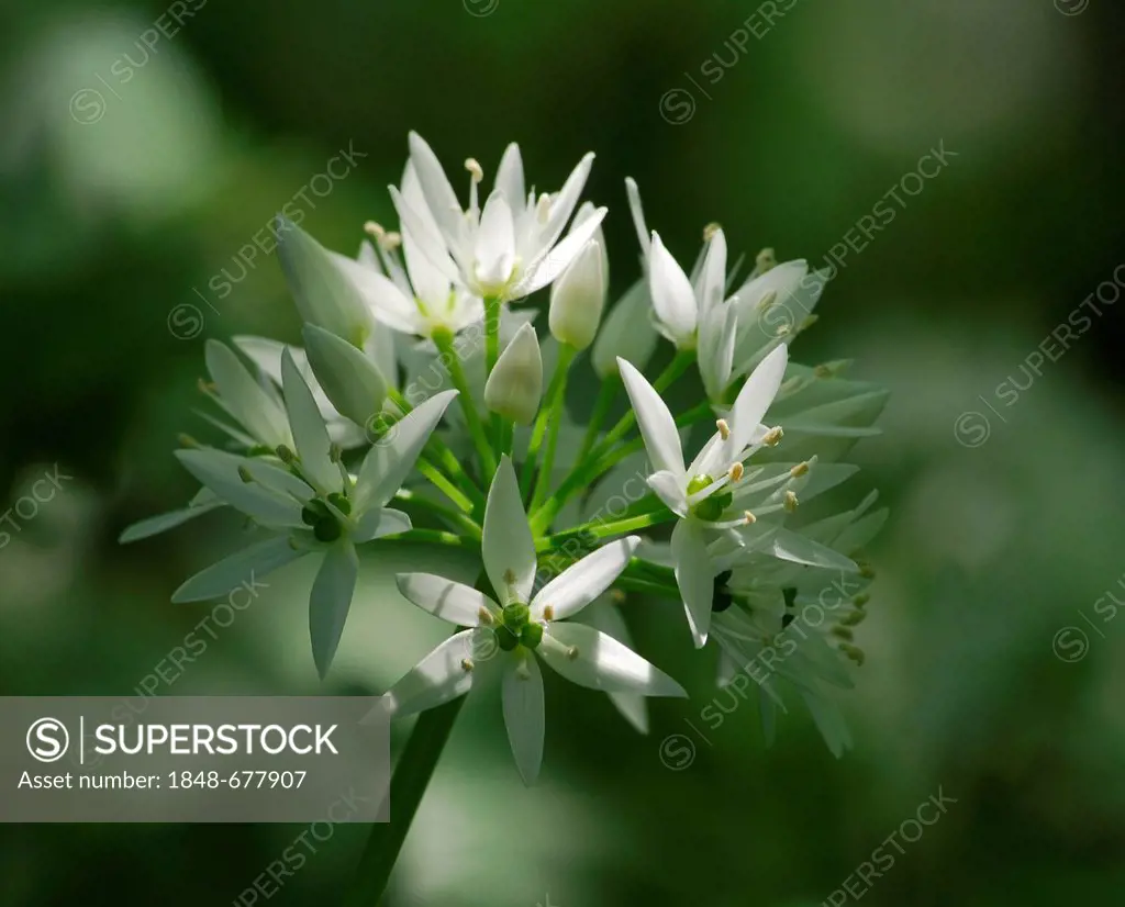 Wild garlic or Ramsons (Allium ursinum), flower