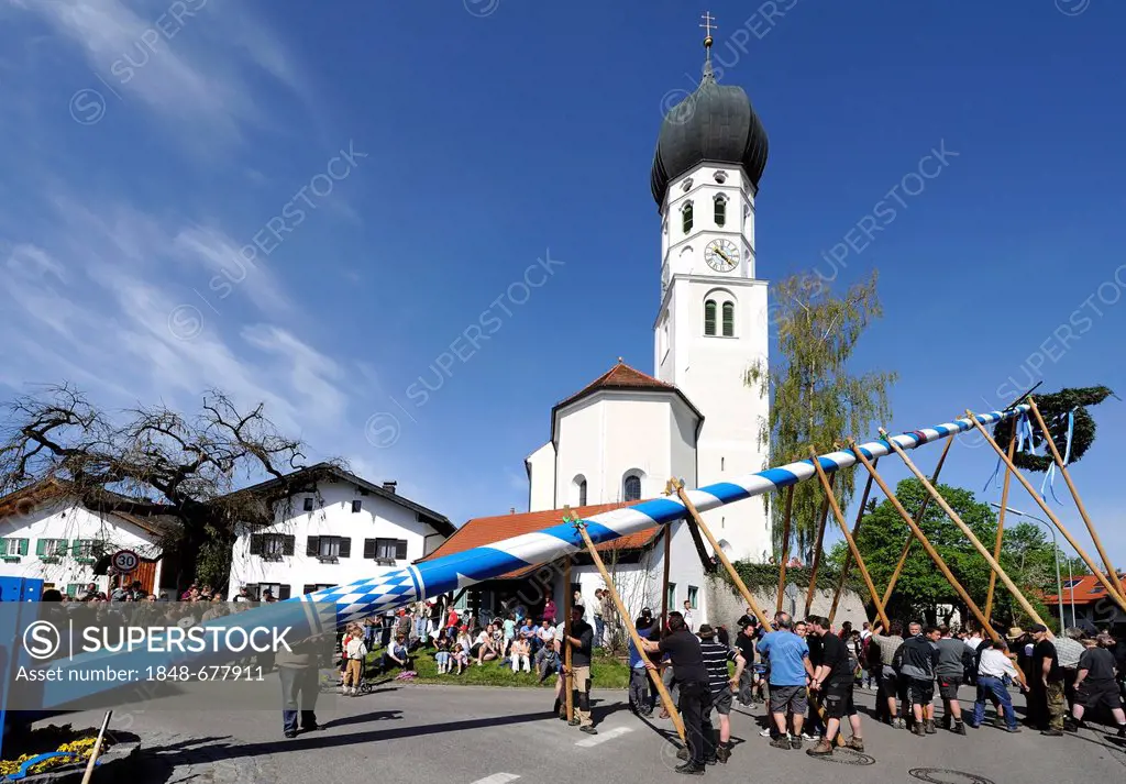 Maypole being erected in Gelting, district of Bad Toelz-Wolfratshausen, Upper Bavaria, Bavaria, Germany, Europe