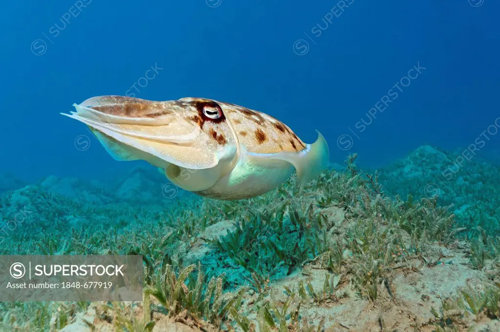 Broadclub Cuttlefish (Sepia latimanus) above sea weed, Makadi Bay, Hurghada, Egypt, Red Sea, Africa