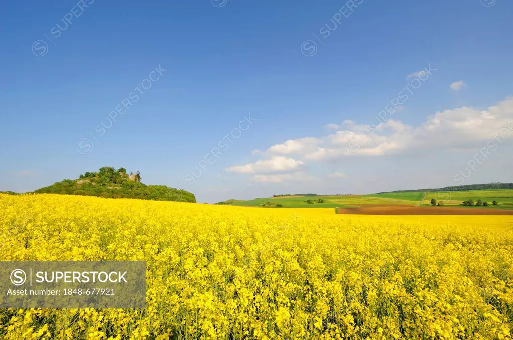 Yellow rape field in full bloom in Hegau with Maegdeberg hill at back, Konstanz district, Baden-Wuerttemberg, Germany, Europe