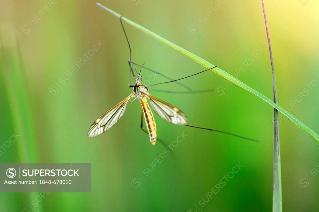 Cranefly (Tipula oleracea) hanging on a blade of grass