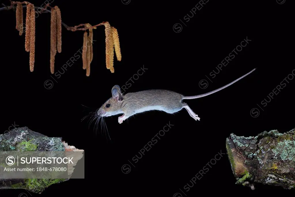 Wood mouse (Apodemus sylvaticus), jumping, Thuringia, Germany, Europe