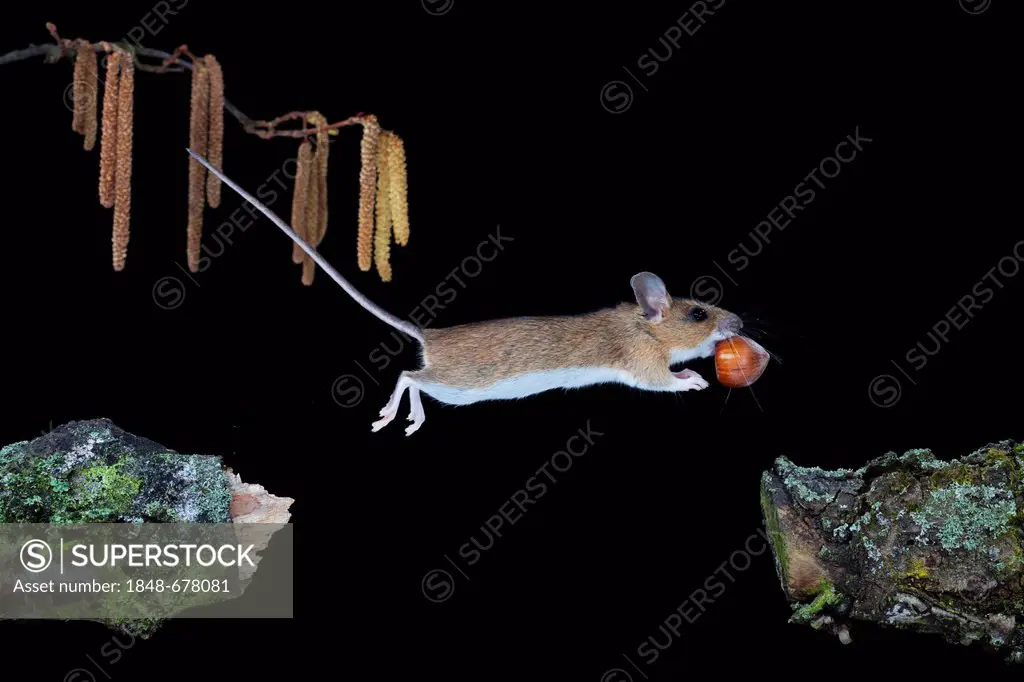 Yellow-necked Mouse (Apodemus flavicollis) jumping with hazelnut, Thuringia, Germany, Europe