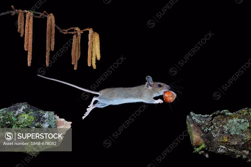 Wood Mouse (Apodemus sylvaticus) jumping with hazelnut, Thuringia, Germany, Europe