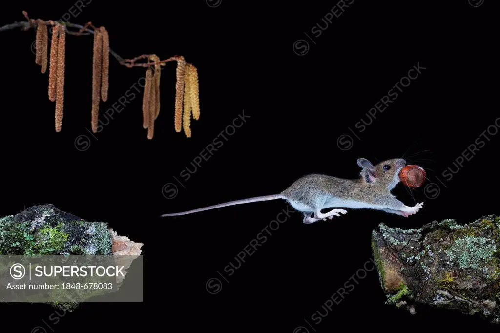 Wood Mouse (Apodemus sylvaticus) jumping with hazelnut, Thuringia, Germany, Europe