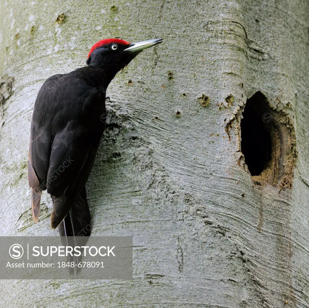 Black Woodpecker (Dryocopus martius) at nest hole in a beech (Fagus sylvatica), Biosphaerenreservat Schwaebische Alb or Swabian Mountains Biosphere Re...