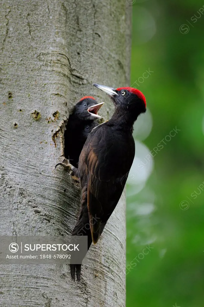 Black Woodpecker (Dryocopus martius) at nest hole in a beech with chick (Fagus sylvatica), Biosphaerenreservat Schwaebische Alb or Swabian Mountains B...