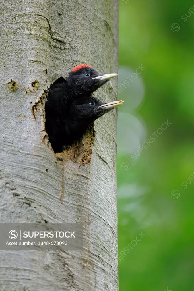 Black Woodpecker (Dryocopus martius), young birds shortly before flying out, Biosphaerenreservat Schwaebische Alb or Swabian Mountains Biosphere Reser...