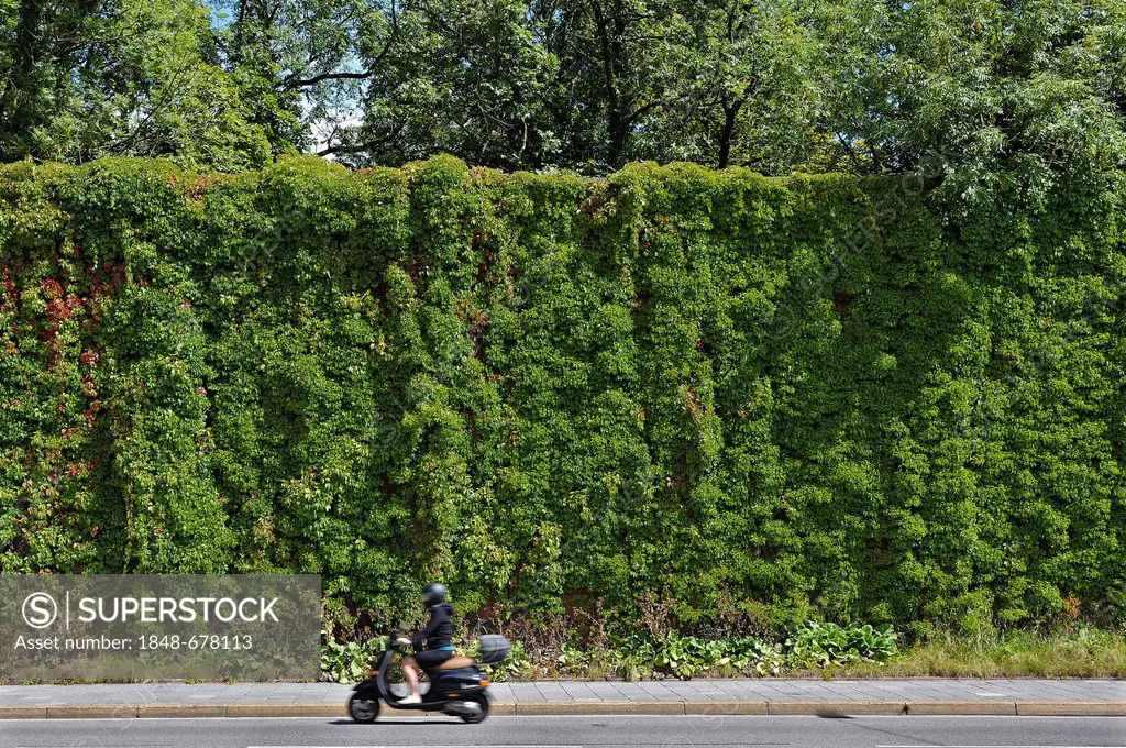 Scooterist driving in front of a wall overgrown with vine, Alter Suedfriedhof cemetery, Munich, Bavaria, Germany, Europe