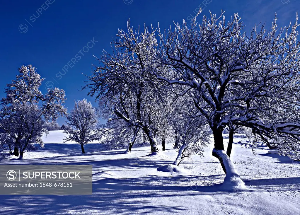 Snow-covered trees in winter landscape, Ratzinger Hoehe, Chiemgau, Upper Bavaria, Germany, Europe