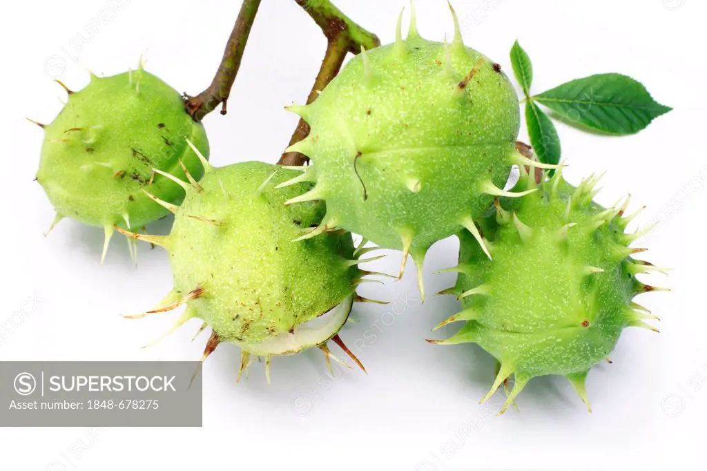 Horse Chestnut (Aesculus hippocastanum), fruit capsules
