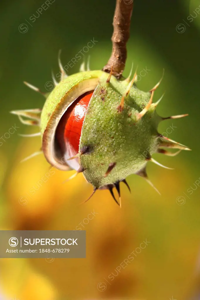 Horse Chestnut (Aesculus hippocastanum), split fruit capsule
