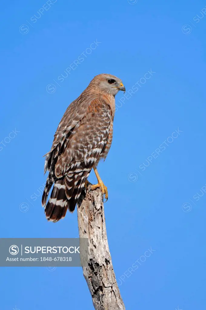 Red-shouldered Hawk (Buteo lineatus), Everglades National Park, Florida, USA