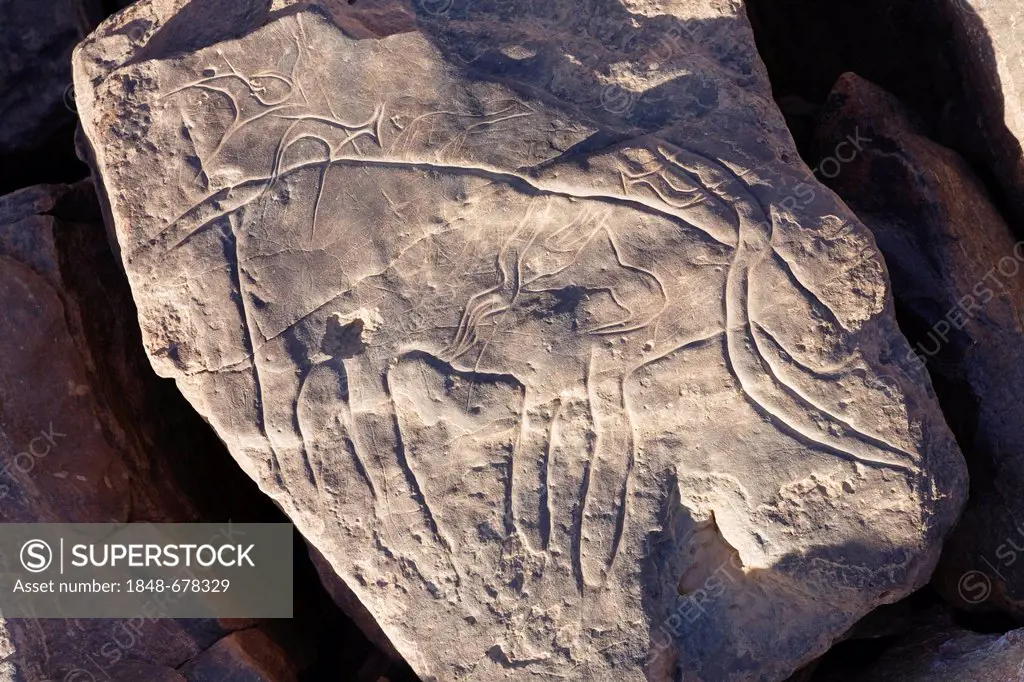 Stone carvings in the Libyan Desert or Black Desert depicting animals, Libya, Sahara, North Africa, Africa
