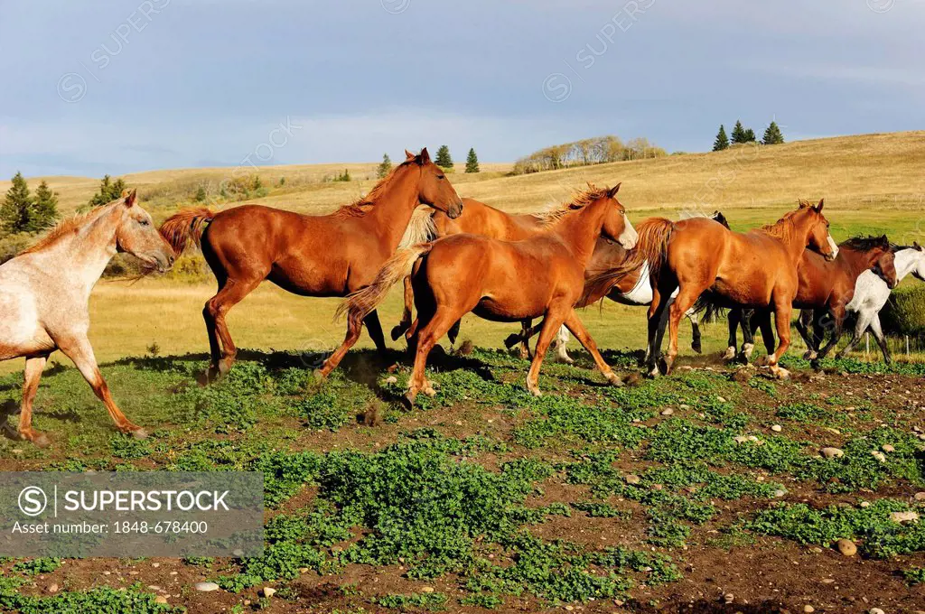 Herd of horses on the prairie, Saskatchewan, Canada