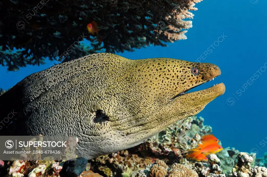 Giant Moray (Gymnothorax javiancus) getting out of its hideaway under a table coral, Makadi Bay, Hurghada, Egypt, Red Sea, Africa