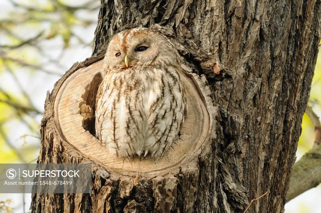 Tawny owl or Brown owl (Strix aluco)