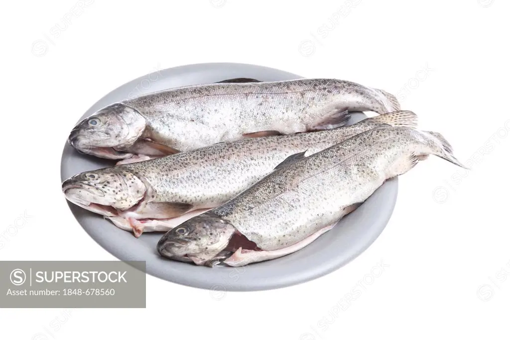 Three char fish (Salvelinus) on a grey plate