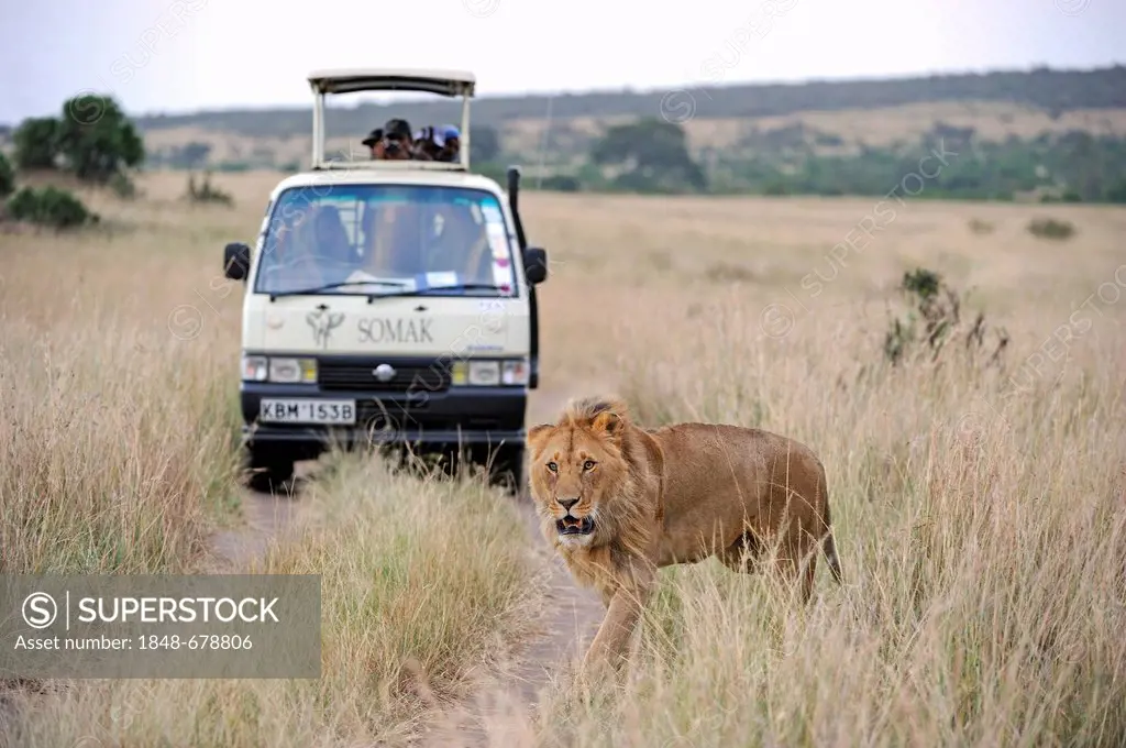 Lion (Panthera leo), male, in front of a safari vehicle, Masai Mara National Reserve, Kenya, East Africa, Africa