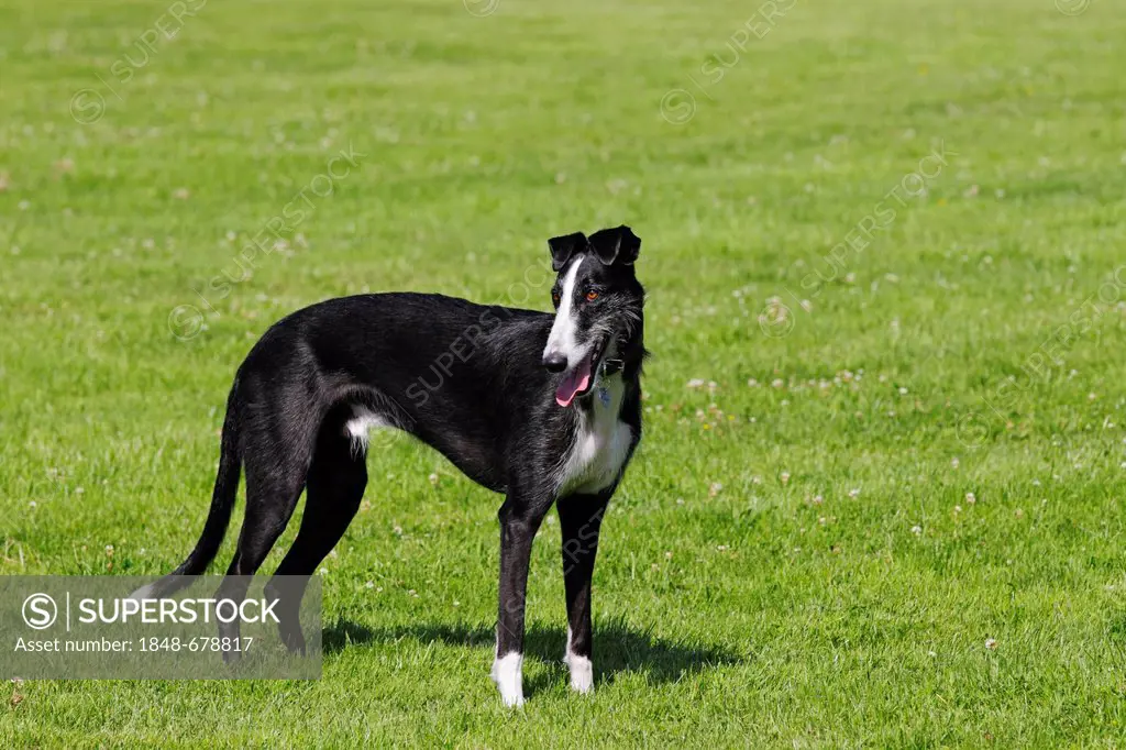 Galgo Espanol, Spanish Galgo, Spanish Greyhound (Canis lupus familiaris)