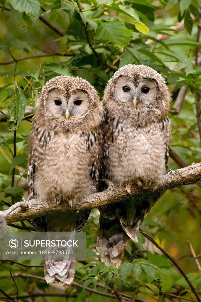 Ural Owl (Strix uralensis), juvenile birds, Bavarian Forest National Park, Bavaria, Germany, Europe