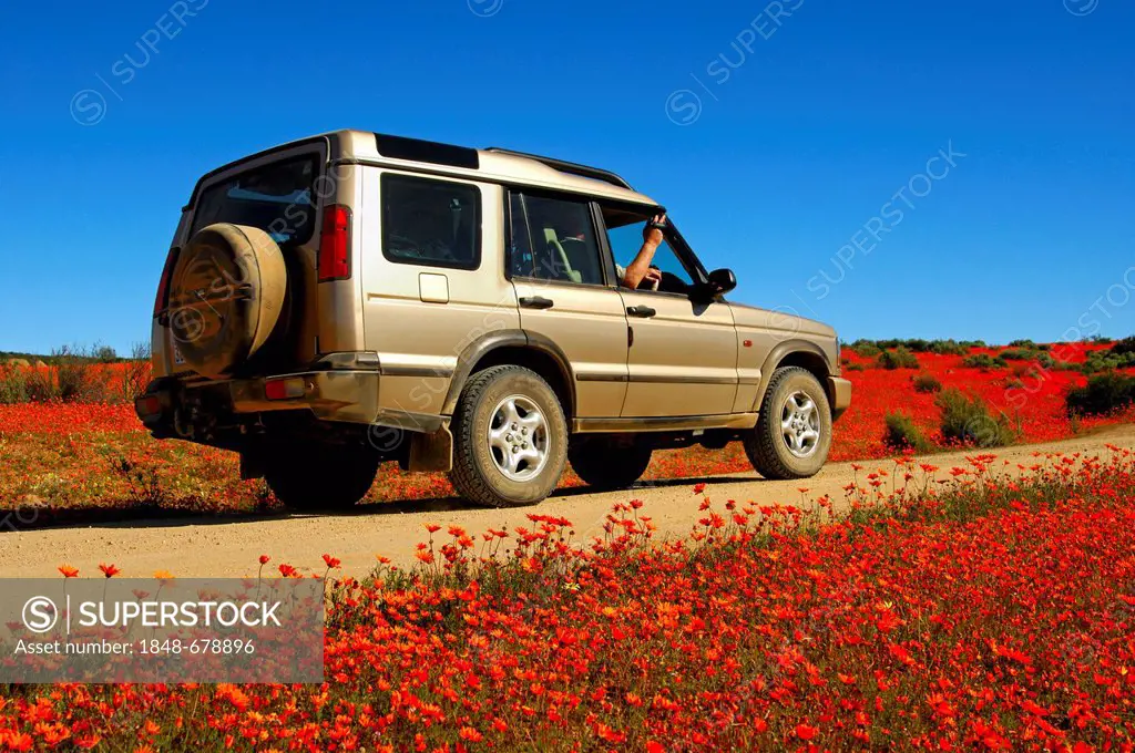 4WD vehicle driving along a dirt road between meadows carpeted with dense orange-coloured flowers of Glossy-eyed Parachute Daisy (Ursinia cakilefolia)...
