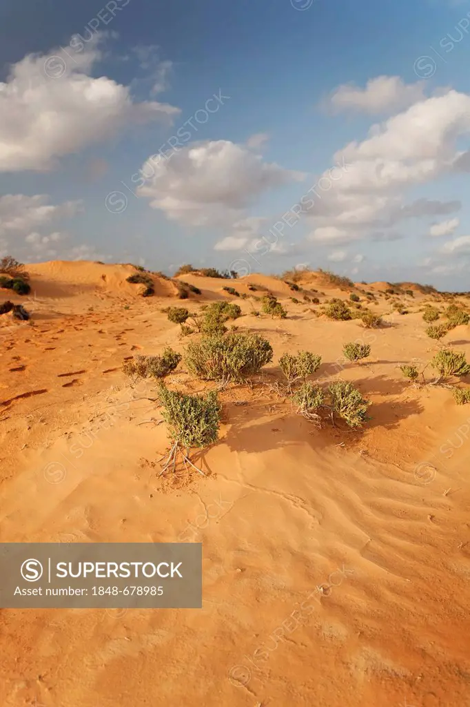 Bushes and sand dunes in the Zarzis oasis, Tunisia, Maghreb, North Africa, Africa
