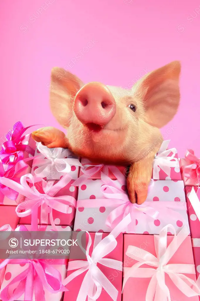 Piglet resting on stacked gifts