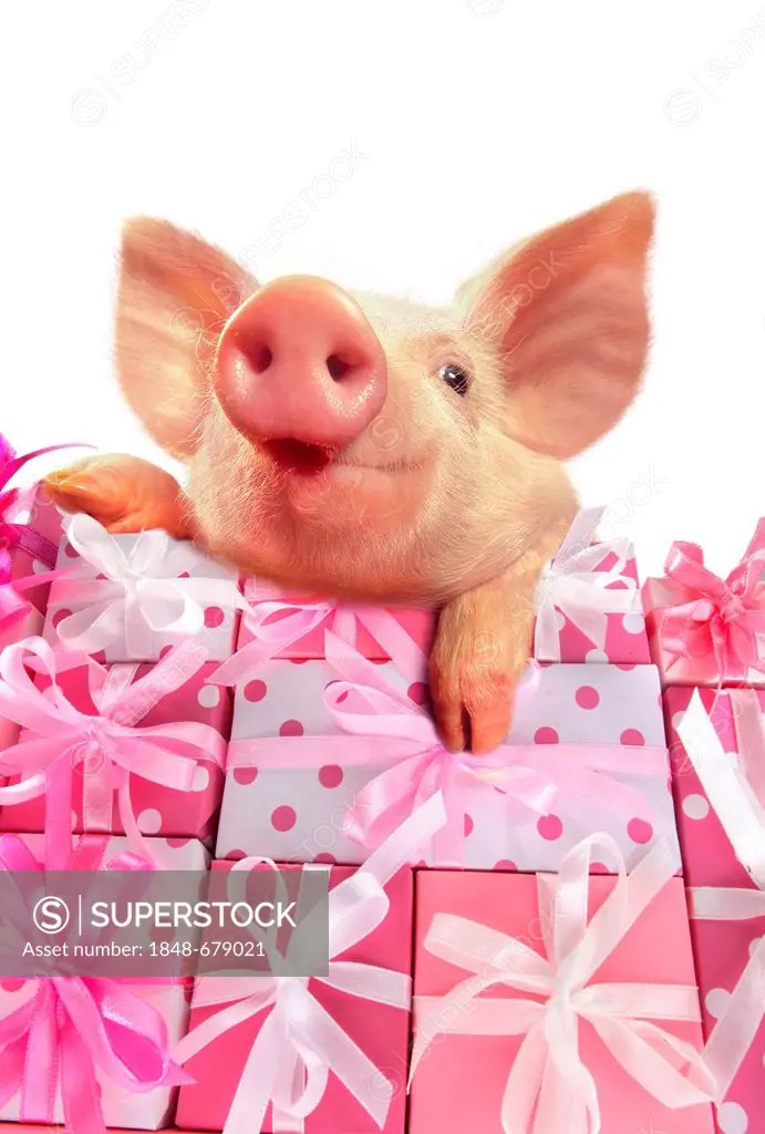 Piglet resting on stacked pink gifts